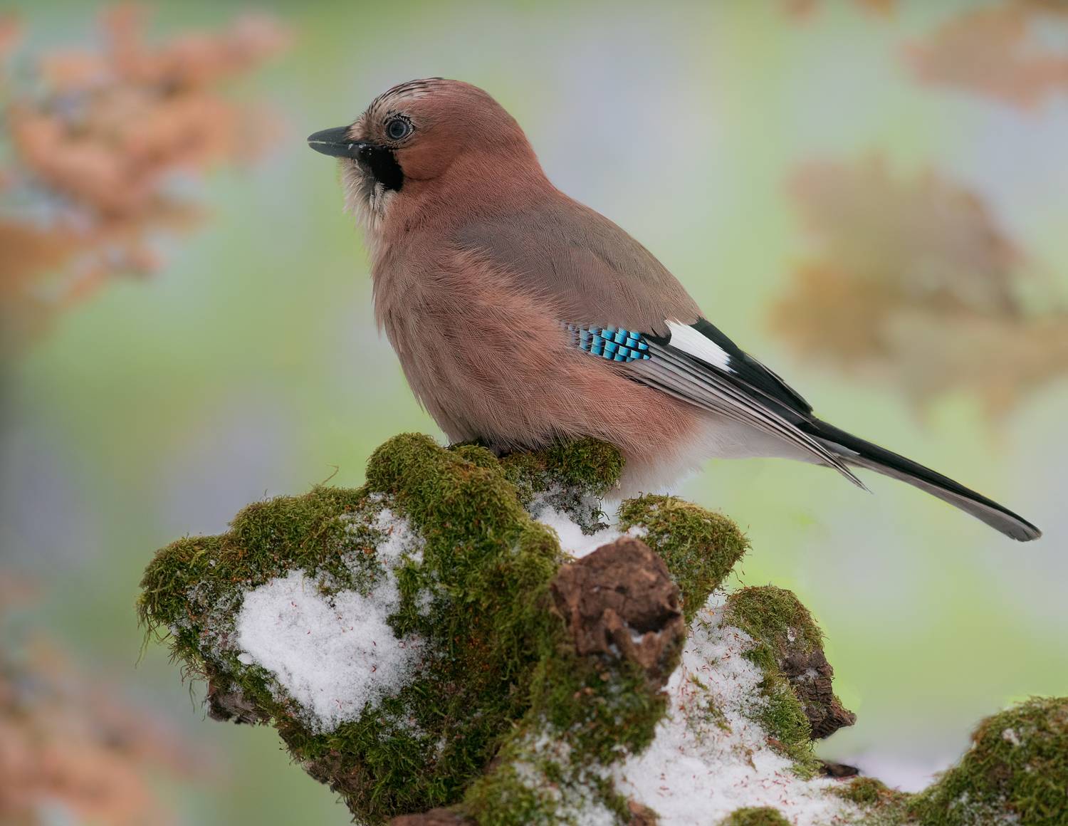birds, jay, wildlife, птицы, сойка, зима, Алексей Юденков