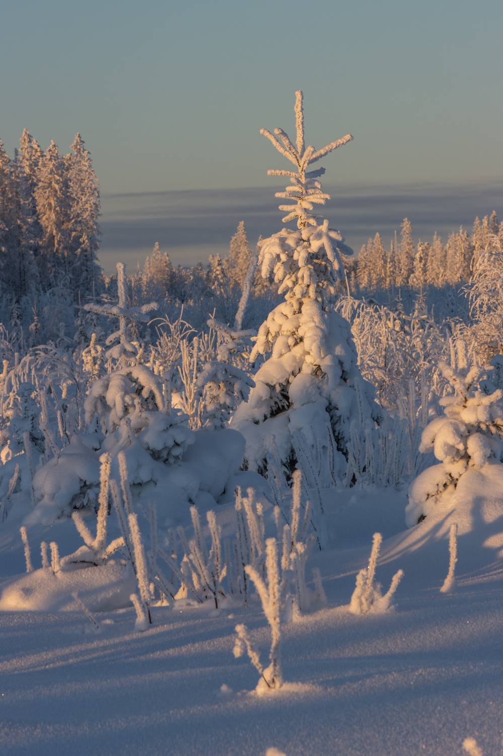 зима, снег, иней, солнце, елка, Светлана Холодняк