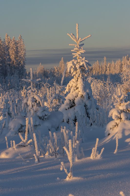 зима, снег, иней, солнце, елка Короткий сиреневый день фото превью
