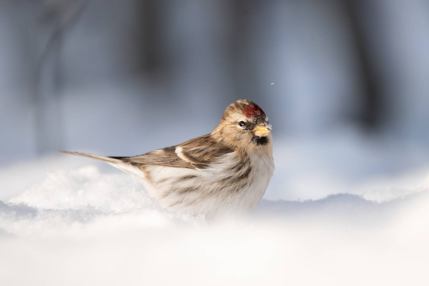 , Митин Дмитрий