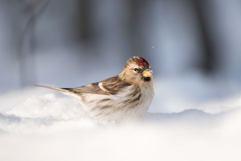 Обыкновенная чечётка, Acanthis flammea, Январь 2024 фото превью