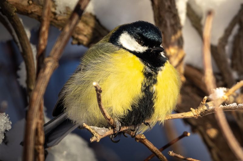 синица, зима  фото превью