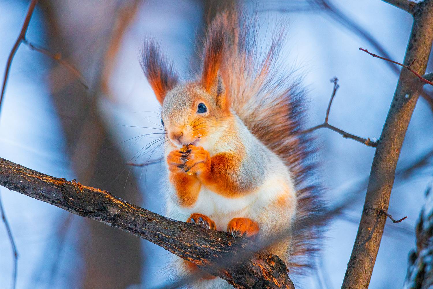 , Чудинин Дмитрий