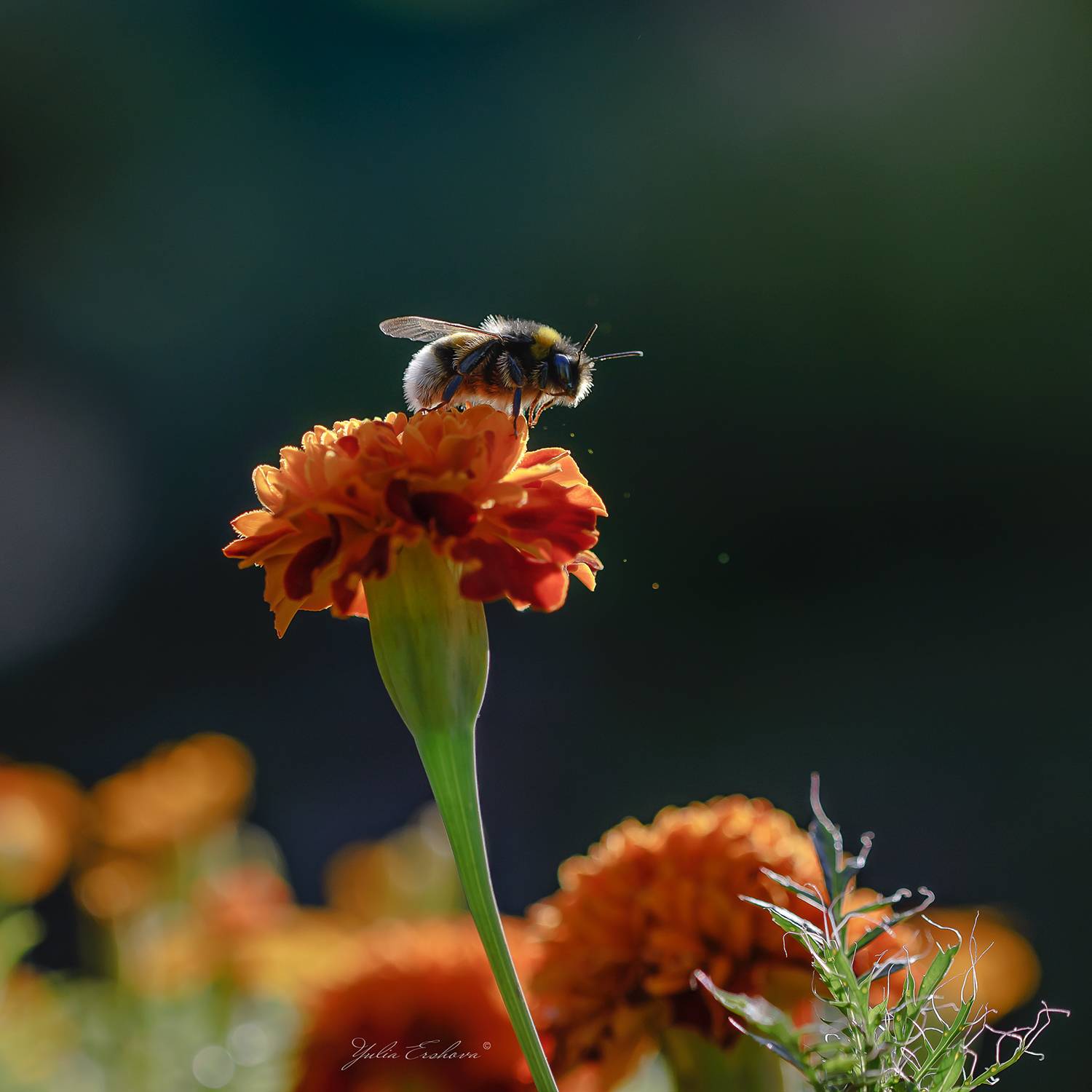 шмель, цветок, бархатец, макро, macro, Ершова Юлия