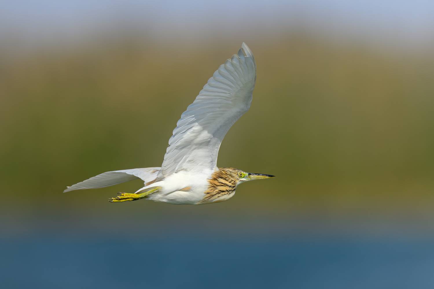 птица, фотоохота, цапля, природа, фауна, Vladimir Kulikov