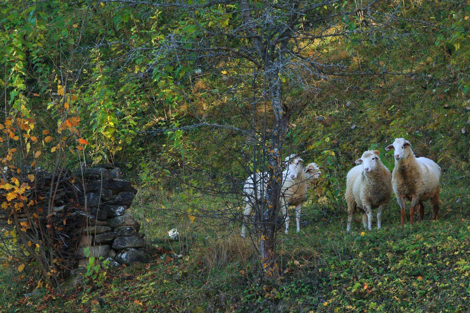 овечки,, Magov Marat