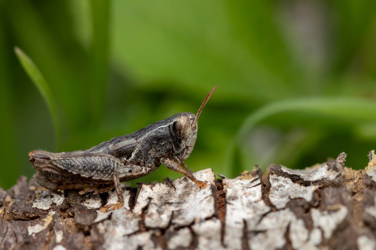 macro, insects, nature, grasshopper, Nikolay Tatarchuk