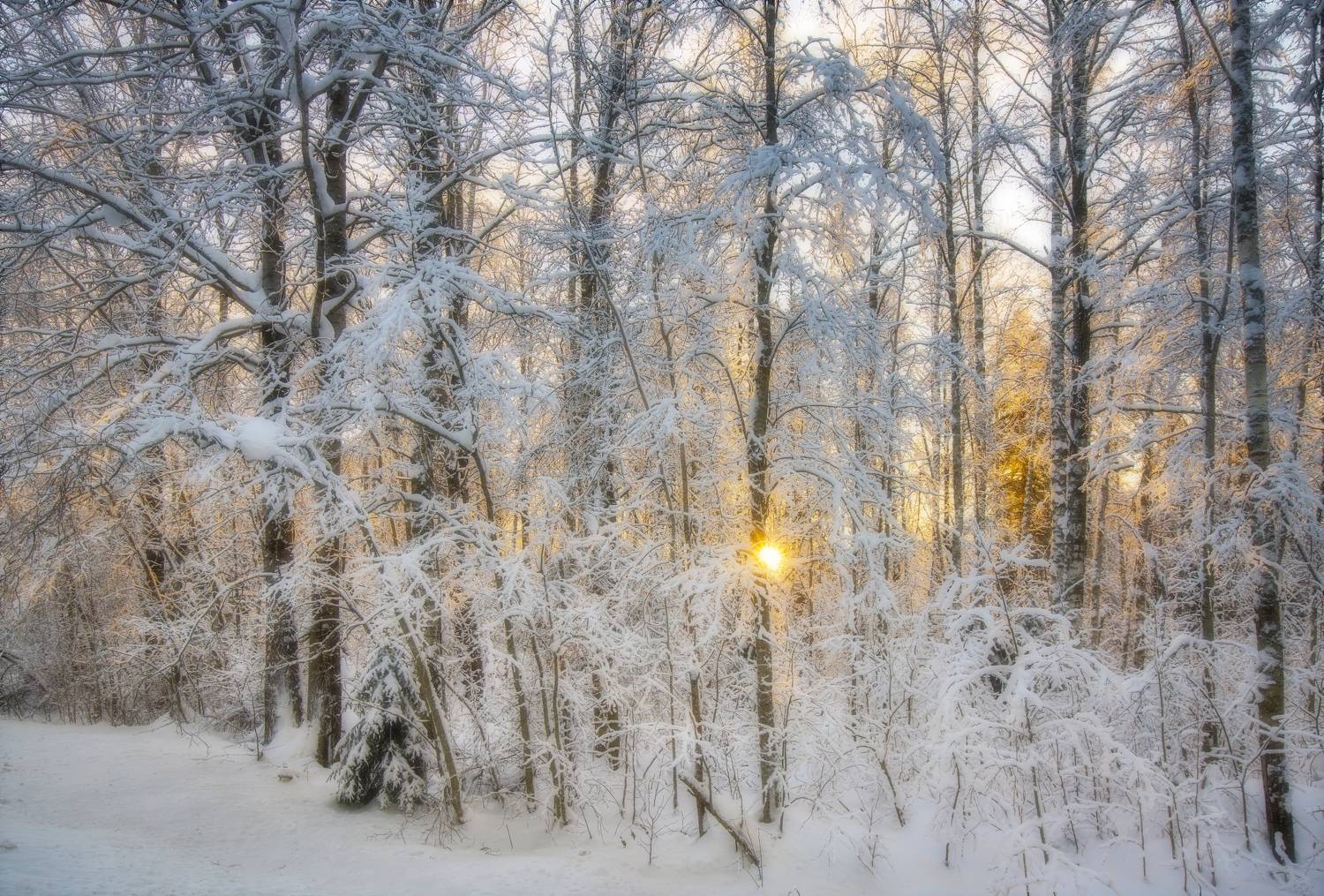 солнце север день снег зима, Шишпанов Игорь