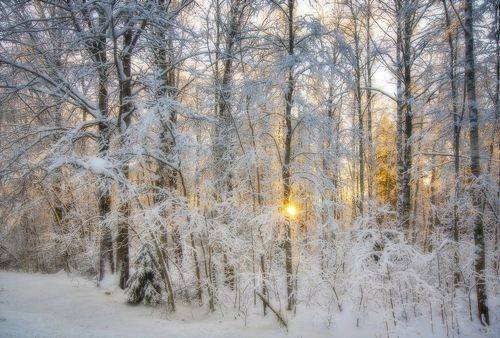 Солнышко лесное