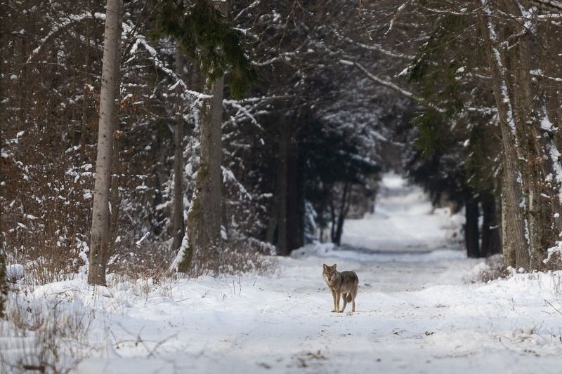 ssaki,wilk,przyroda,wolf,fauna,fotografia Wilk фото превью