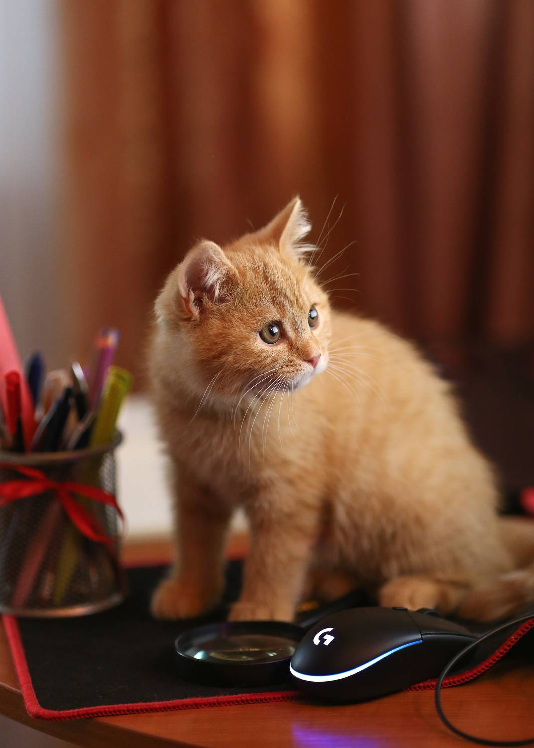 котенок,ирина горюкина,беларусь, ГОРЮКИНА ИРИНА