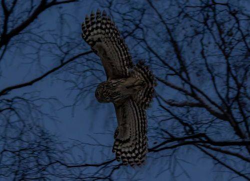 Ночной дозор