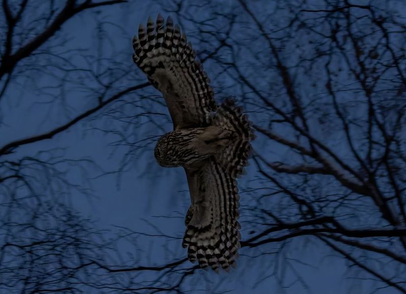 сова полет сумерки лес Ночной дозор фото превью