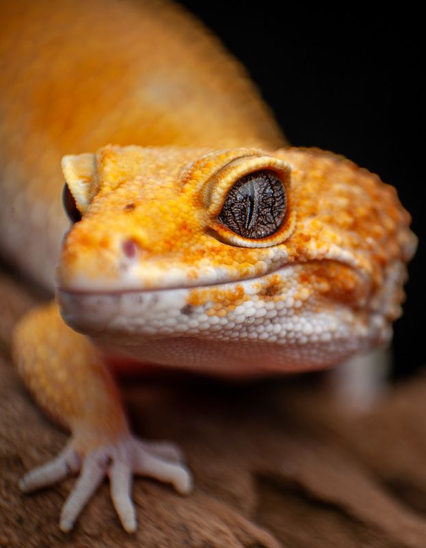 Tangerine Leopard Gecko фото превью