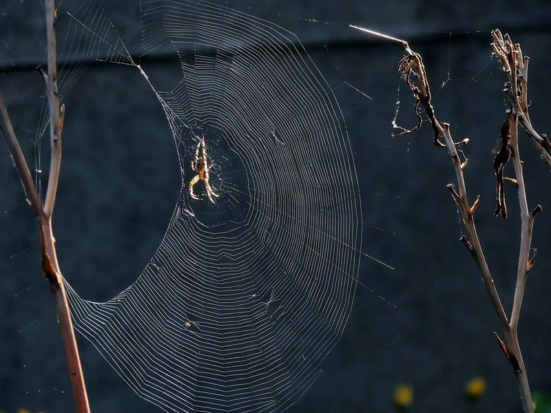 Паучьи сети фото превью