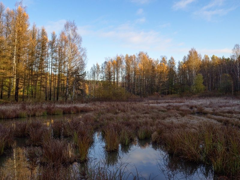 пейзаж, осень, лес, болото, небо, облака Октябрь фото превью