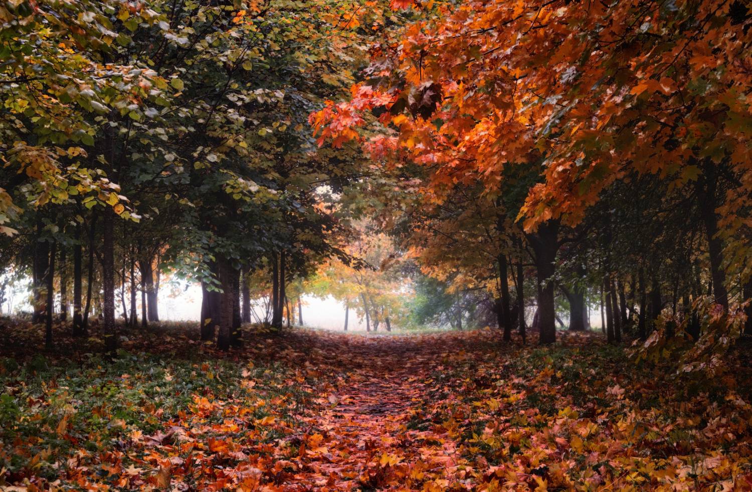 утро , осень, деревья,, Сергей Шабуневич