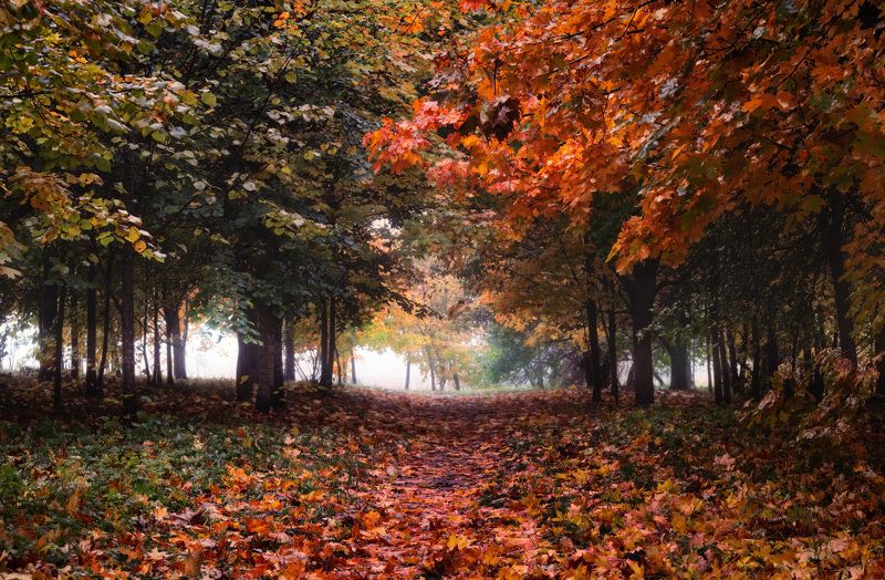 утро , осень, деревья, Рыжая осень фото превью