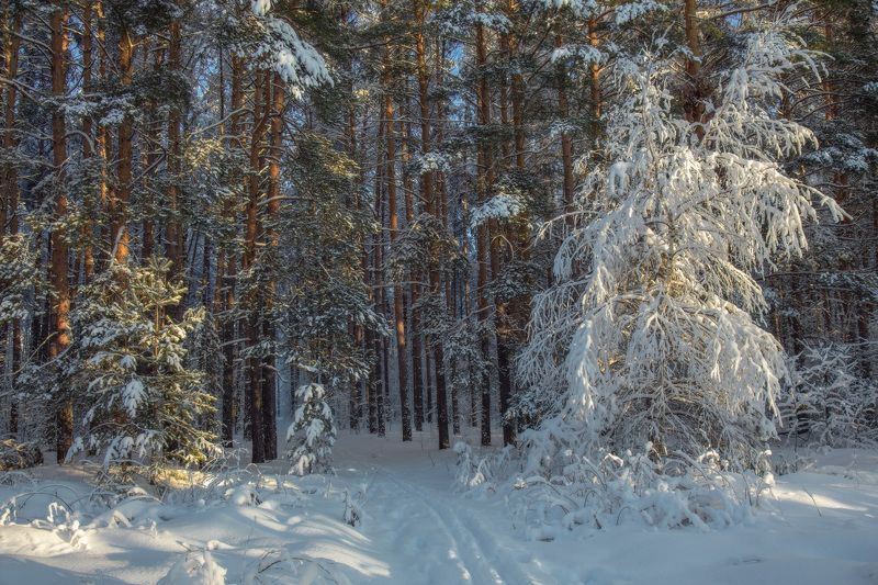 январь лес мороз серково Принарядилась. фото превью