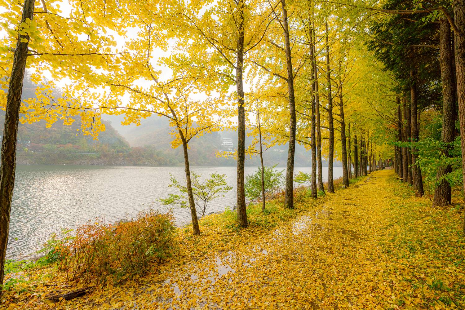 , Илья Меркулов