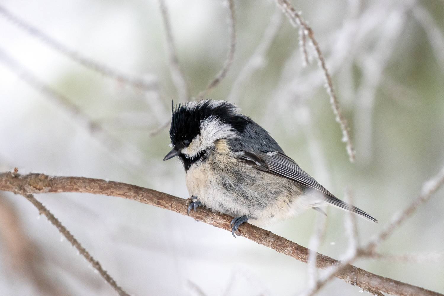 , Кузнецов Дмитрий