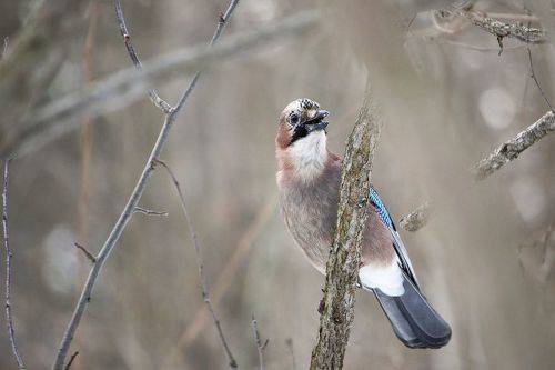 Сойка (Garrulus glandarius)