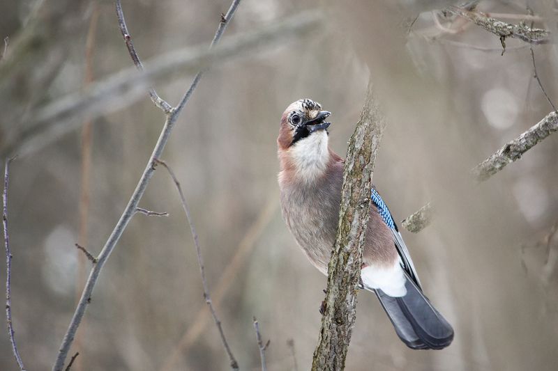 Сойка (Garrulus glandarius) фото превью