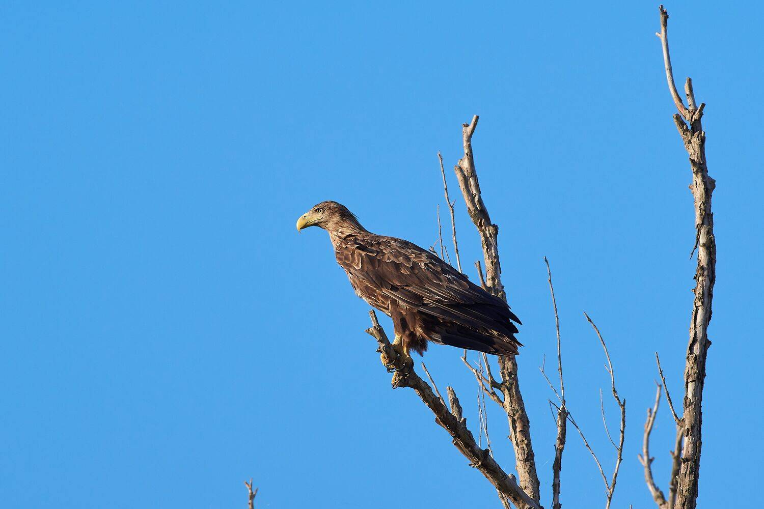 volgograd, russia, wildlife, bird, birds, birdswatching, Haliaeetus albicilla,, Сторчилов Павел