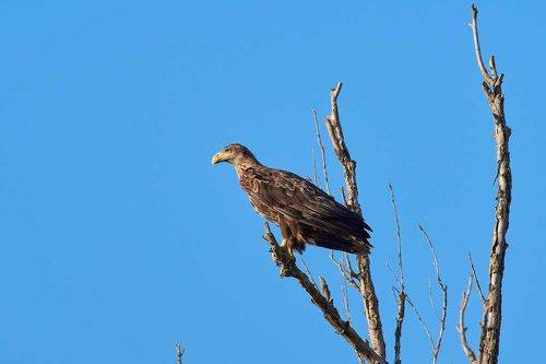 Haliaeetus albicilla