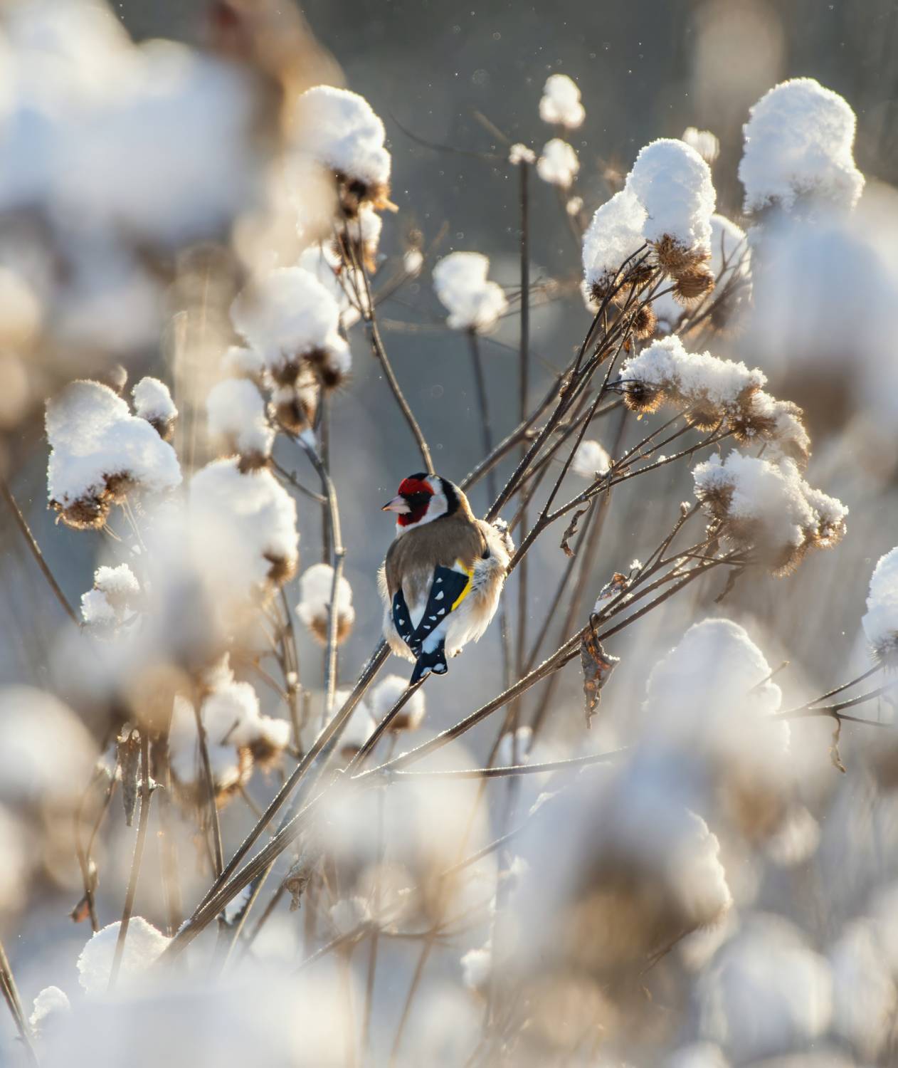 , Дэм Константин