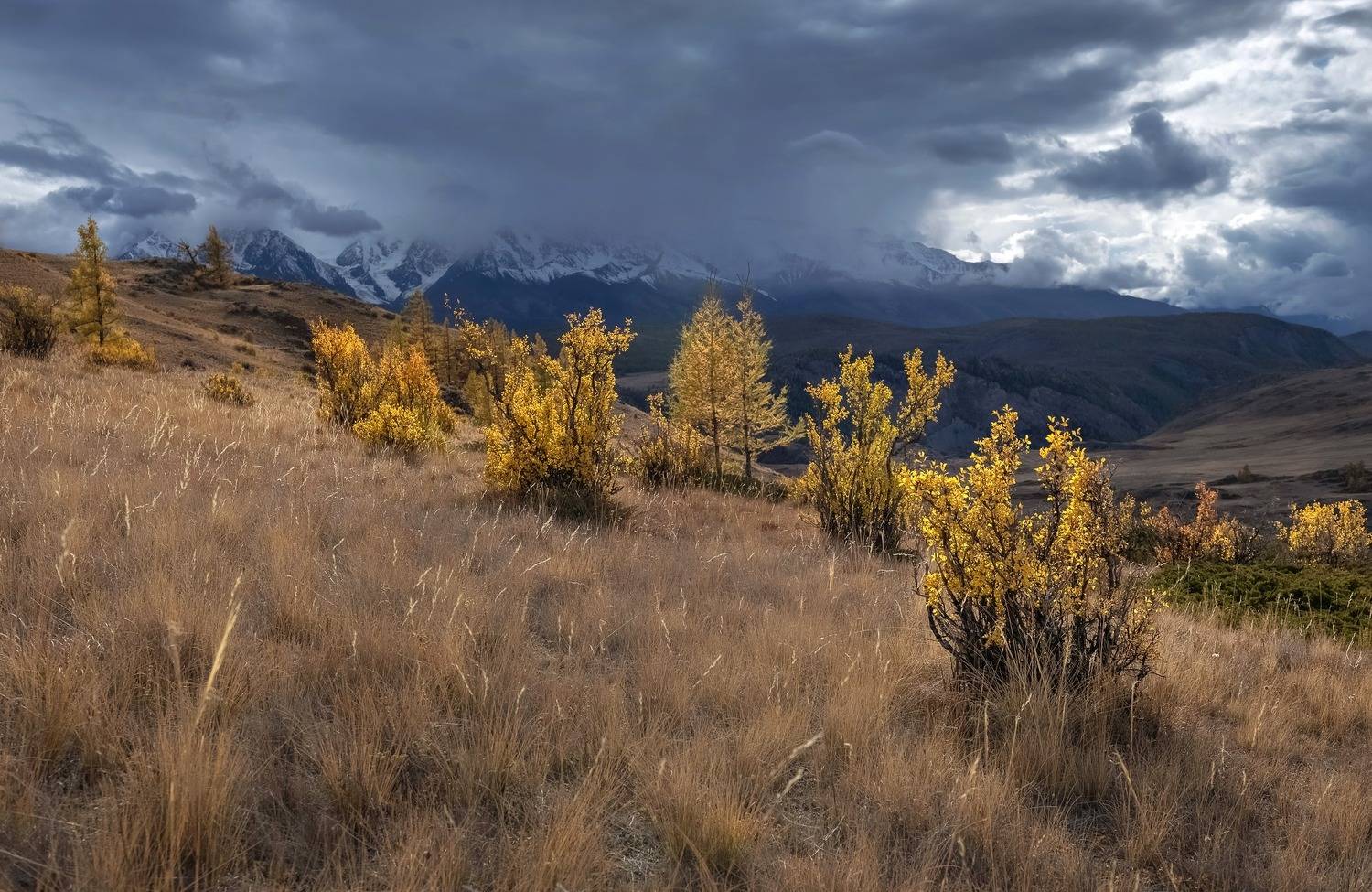 алтай, осень, солнце, кусты, непогода, северо-чуйский хребет, Фомина Марина