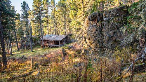 В лесной чаще 