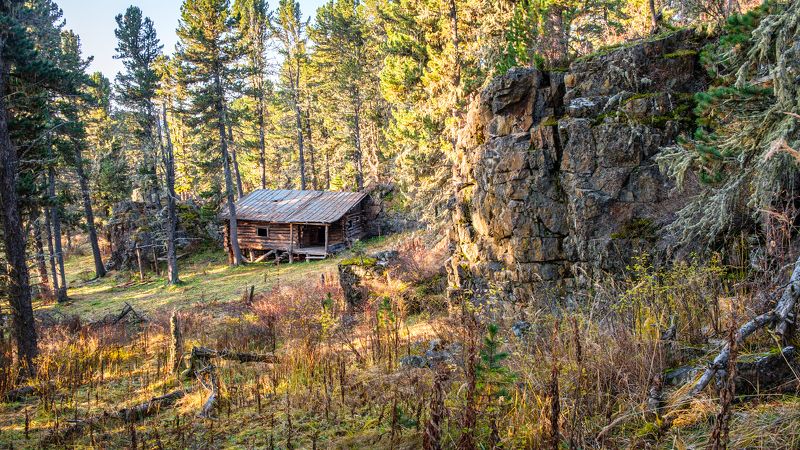 пейзаж, осень, лес, Горный Алтай В лесной чаще  фото превью