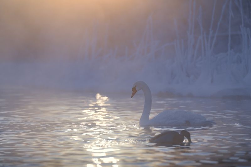 псковская область, изборск, зима, лебеди, рассвет, рождество, мороз, -30 Перезимуем фото превью