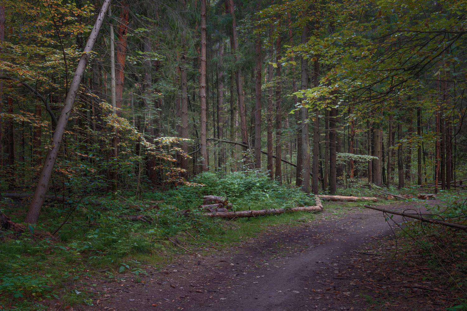 лес, деревья, листва, осень, Валерий Вождаев
