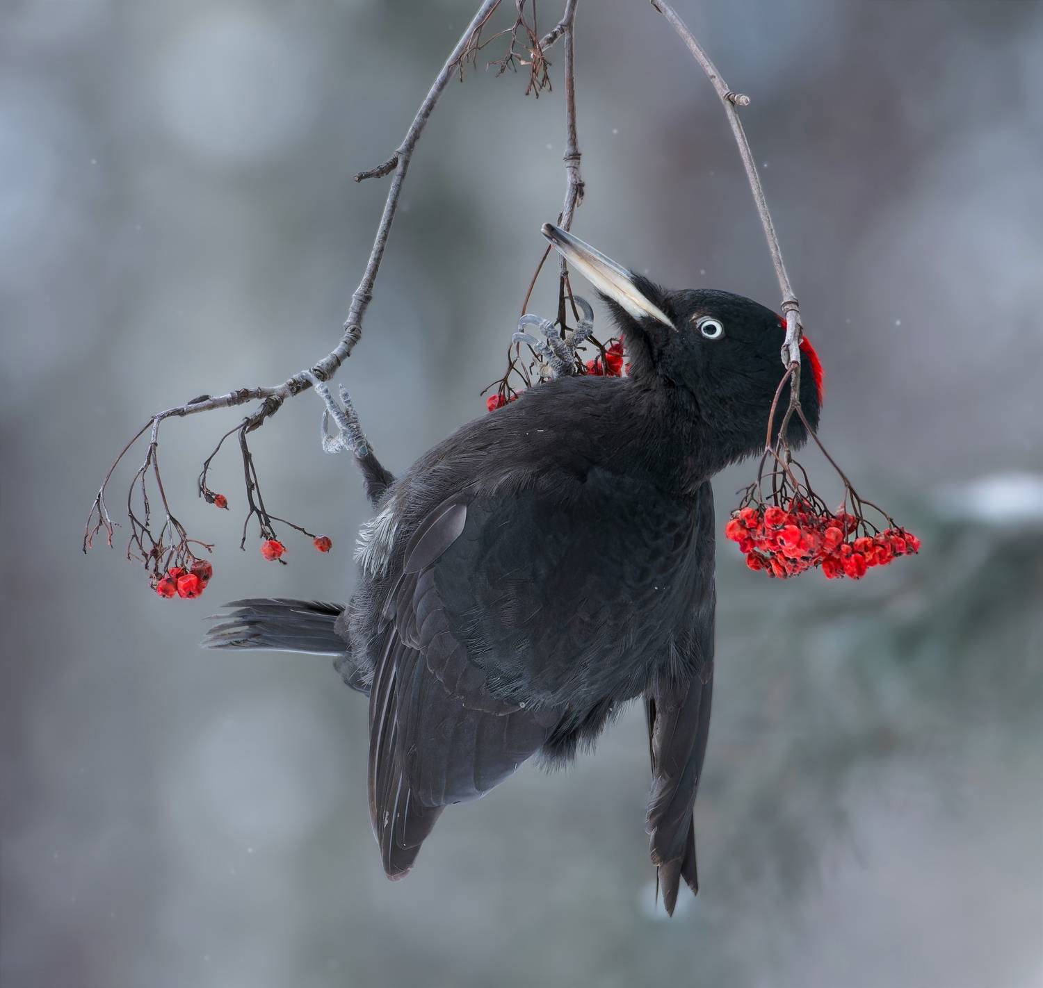 , Никон Александр