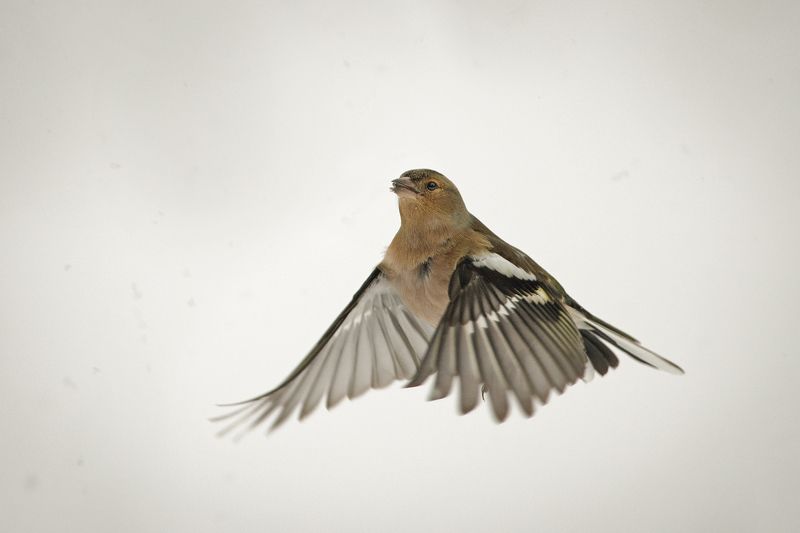 Зяблик в снегу фото превью