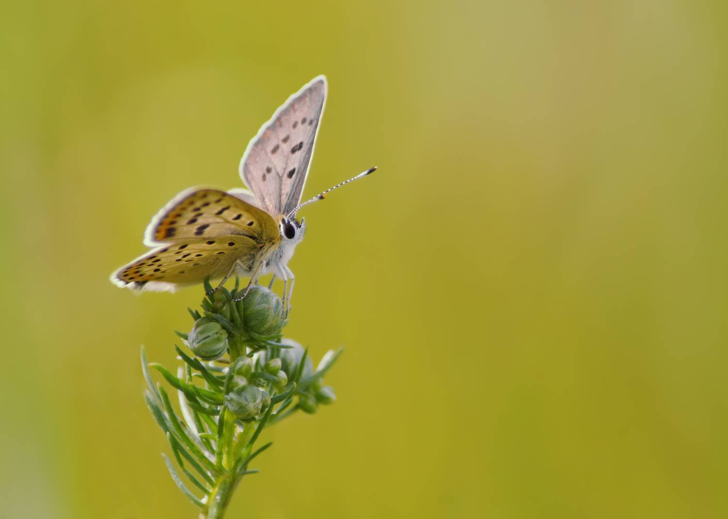 Бабочка, Чепленко Алексей