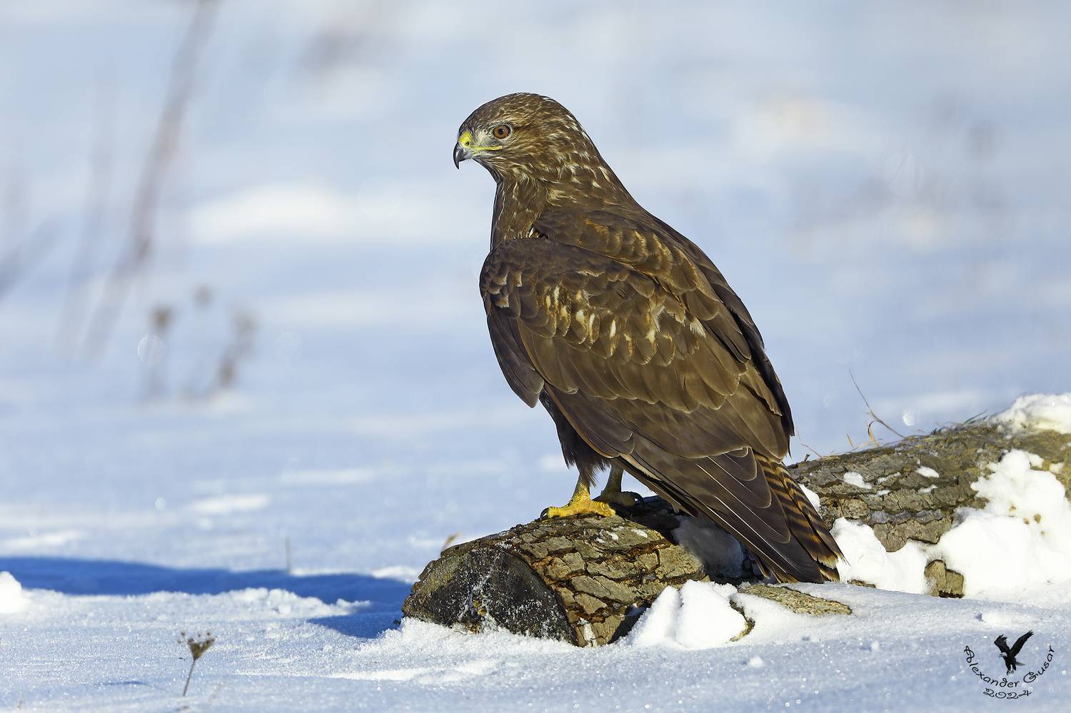 канюк, Гусар Александр