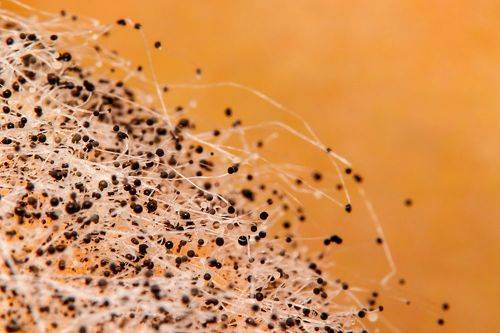 Botrytis cinerea