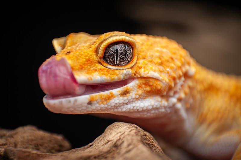 Tangerine Leopard Gecko фото превью