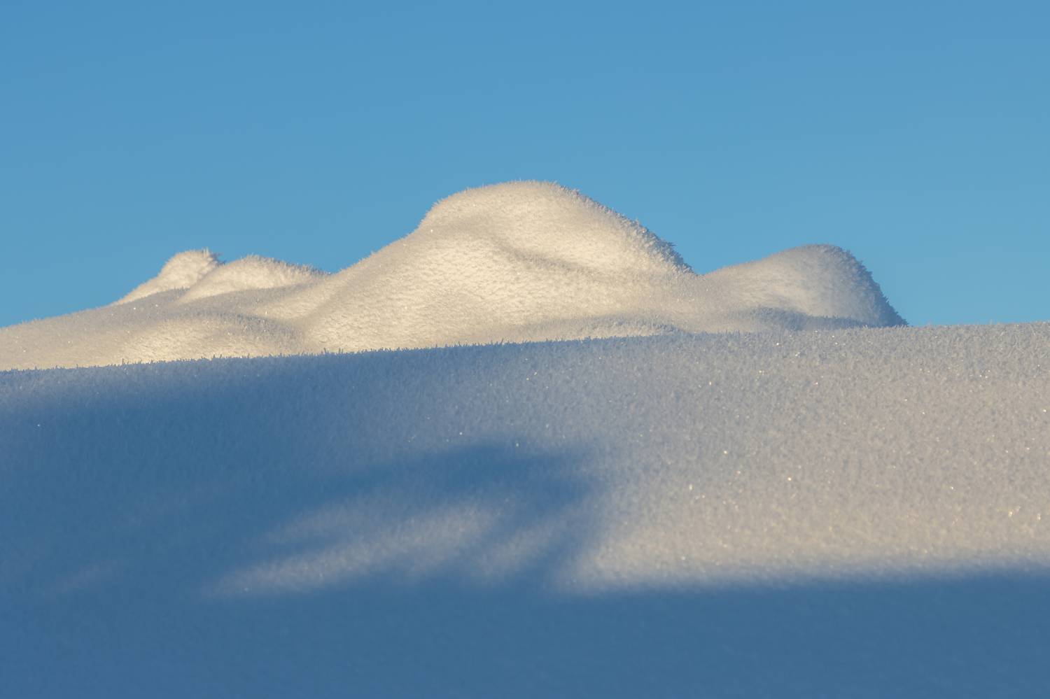 мороз снег иней зима солнце, Светлана Холодняк