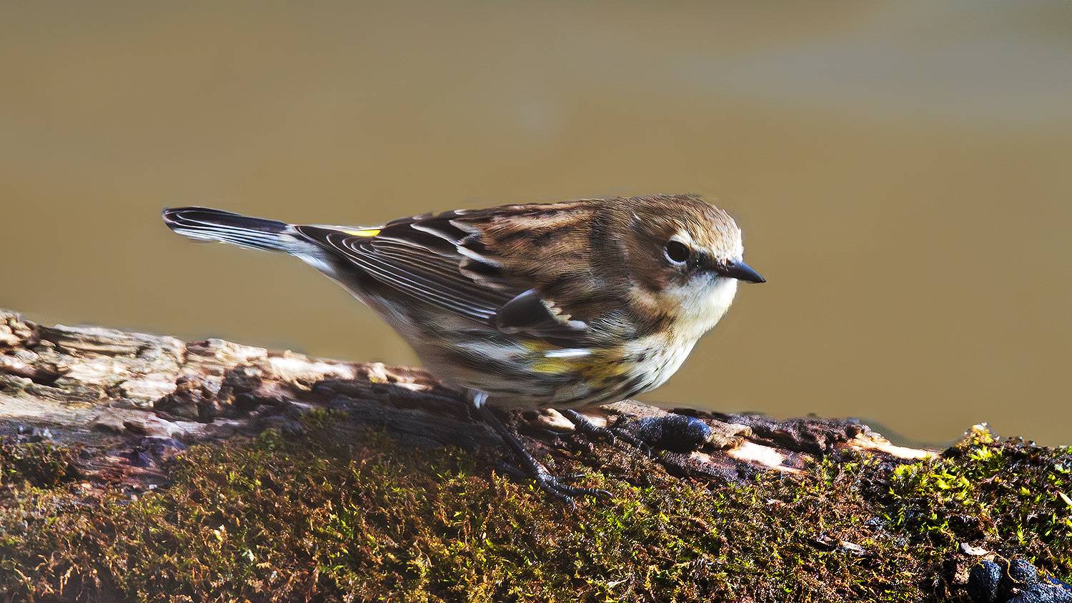 , Леонид Дьяченко