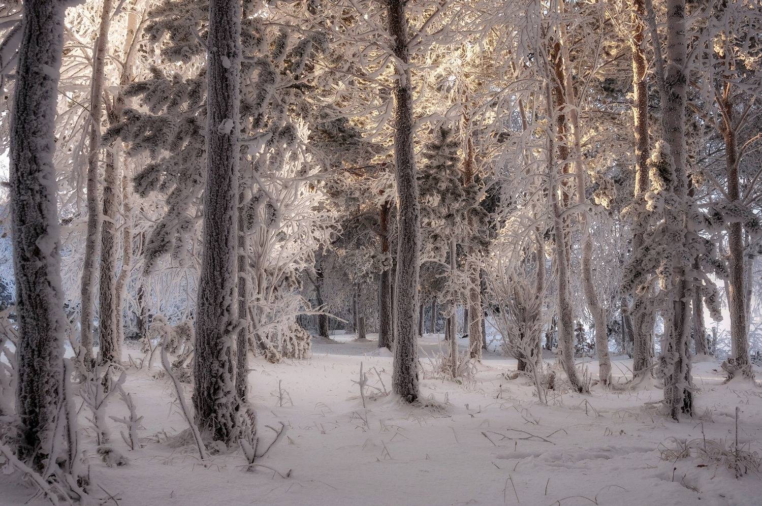 зима, мороз, лес, иней, зимняя сказка, Фомина Марина