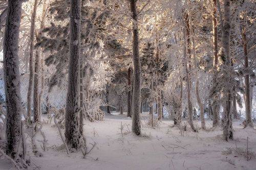 Сибирская зима