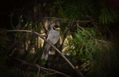 Черношапочная манорина