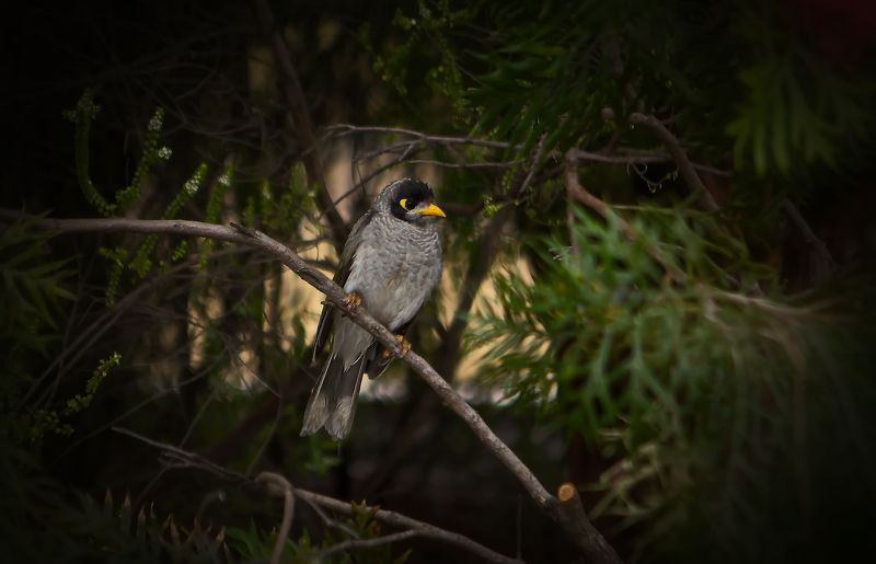Черношапочная манорина фото превью