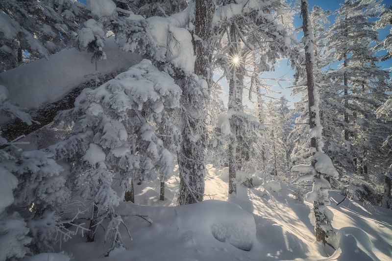 россия приморский край приморье фототур приморье  приморье2024 гора восхождение снег елки зима Восхождение на Изюбриную фото превью