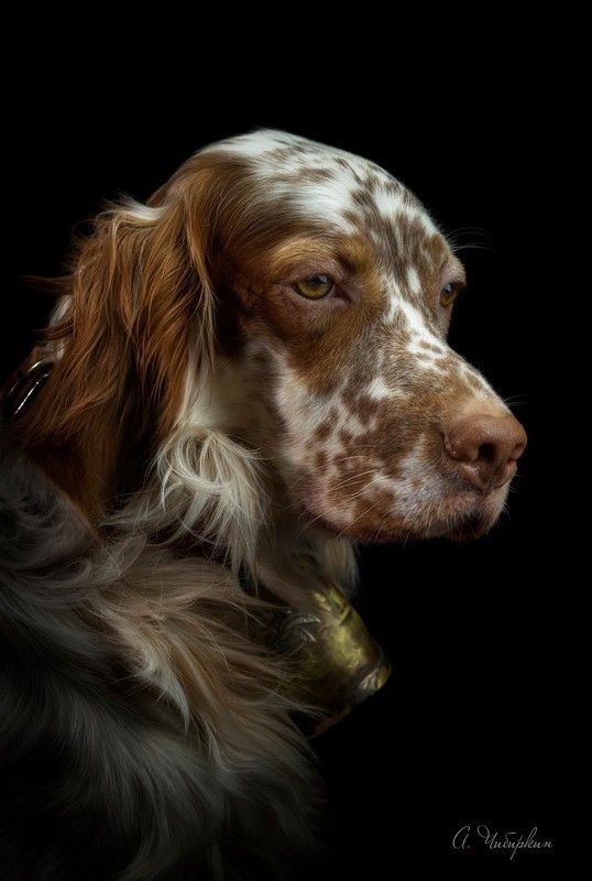 английский, сеттер, охота, портрет, студийны Английский сеттер. Домашний портрет. фото превью