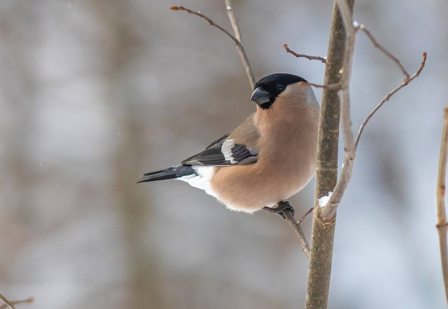 снегири, самка, зима, лес, мороз, Широких Александр
